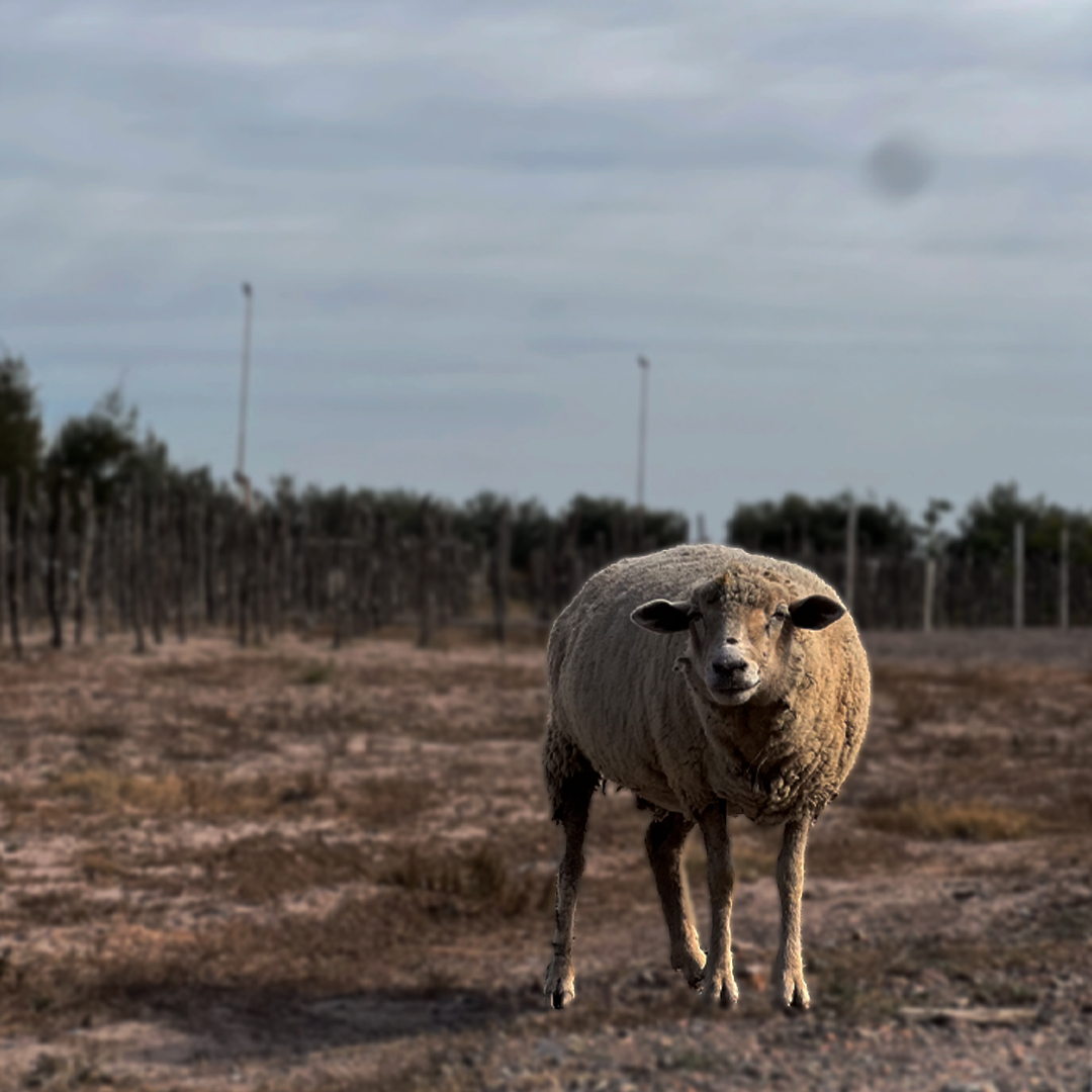 Experiencia Biodinámica
